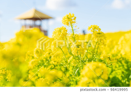 愛知牧場，油菜盛開<愛知縣日進市> 98419995