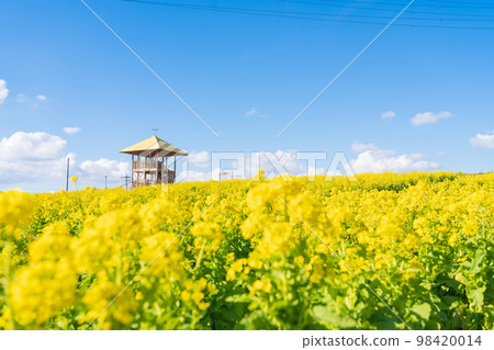 Aichi Ranch, rape blossoms in full bloom <Nisshin City, Aichi Prefecture> Aichi Ranch, rape blossoms in full bloom <Nisshin City, Aichi Prefecture> 98420014