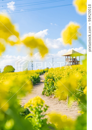 愛知牧場，油菜盛開<愛知縣日進市> 98420018