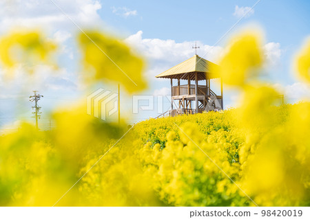 Aichi Ranch, rape blossoms in full bloom <Nisshin City, Aichi Prefecture> 98420019
