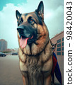 Painting picture of a big dog superhero. Shepherd dog Painting picture of a big dog superhero. Shepherd dog 98420043
