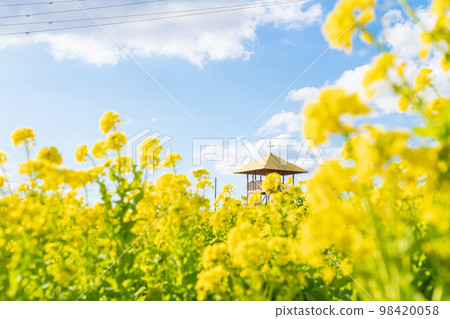 愛知牧場,油菜盛開<愛知縣日進市> 愛知牧場,油菜盛開<愛知縣日進市> 98420058