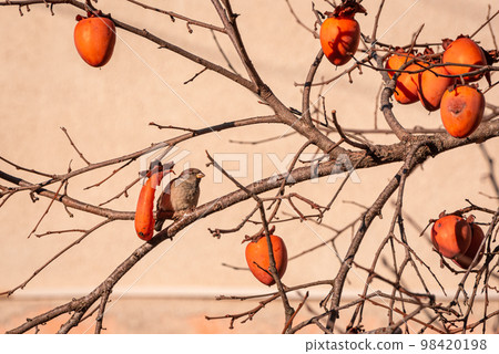 A sparrow sits on a persimmon tree branch after eating persimmons. Garden in winter Georgia (country). A sparrow sits on a persimmon tree branch after eating persimmons. Garden in winter Georgia (country). 98420198