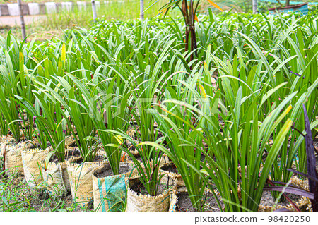 green phormium tree stock on farm for harvest 98420250