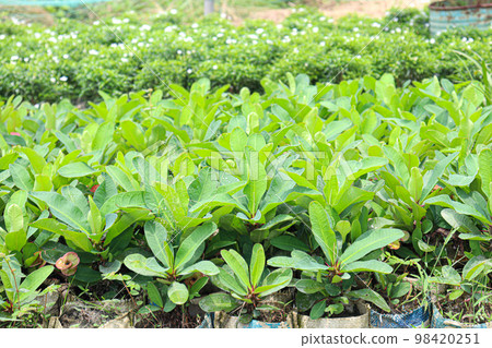 green colored Sagwan tree stock on farm for harvest green colored Sagwan tree stock on farm for harvest 98420251