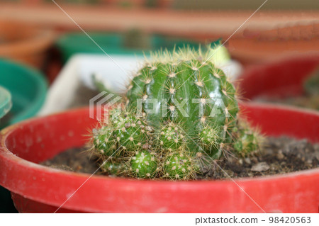 green colored cactus stock on farm far harvest green colored cactus stock on farm far harvest 98420563
