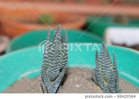 green colored cactus stock on farm far harvest 98420564
