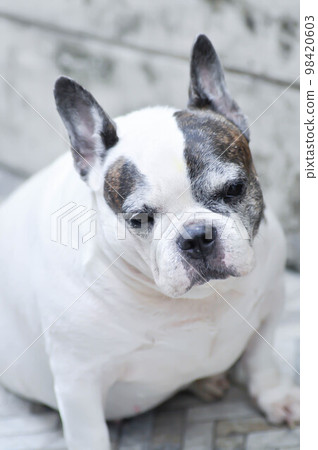 dog or French bulldog or old dog 98420603
