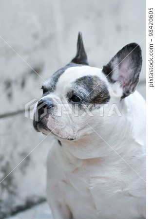 dog or French bulldog or old dog 98420605