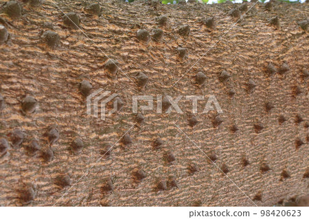 thorn texture background of ceiba tree on farm for any use 98420623