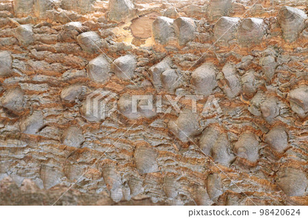 thorn texture background of ceiba tree on farm for any use 98420624