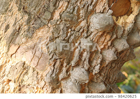 thorn texture background of ceiba tree on farm for any use 98420625