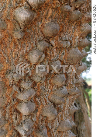 thorn texture background of ceiba tree on farm for any use 98420626
