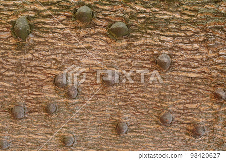 thorn texture background of ceiba tree on farm for any use 98420627