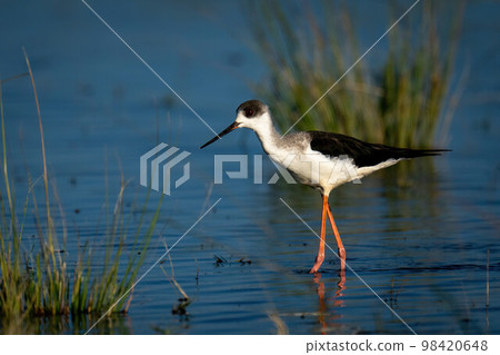 Black-winged stilt wading through shallows in sunshine 98420648
