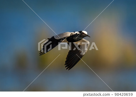 Blacksmith lapwing flies over river in sunshine Blacksmith lapwing flies over river in sunshine 98420659