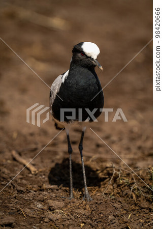 Blacksmith lapwing stands cocking head in sunshine Blacksmith lapwing stands cocking head in sunshine 98420666