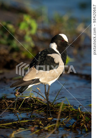 Blacksmith lapwing stands in grass in shallows Blacksmith lapwing stands in grass in shallows 98420667