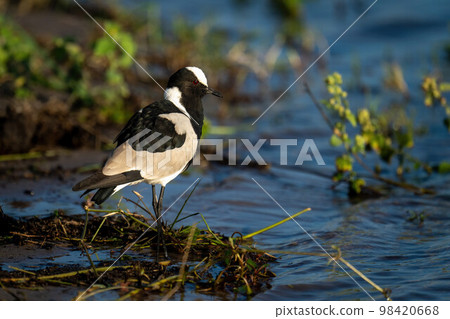 Blacksmith lapwing stands in grass on floodplain Blacksmith lapwing stands in grass on floodplain 98420668