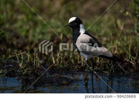 Blacksmith lapwing stands in river watching camera Blacksmith lapwing stands in river watching camera 98420669