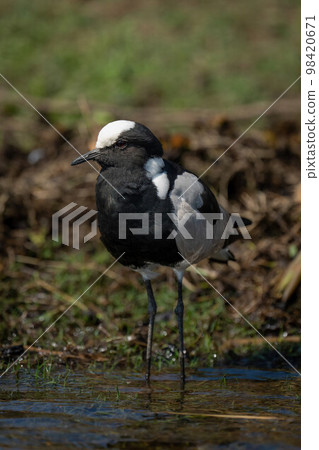 Blacksmith lapwing stands in shallows watching camera Blacksmith lapwing stands in shallows watching camera 98420671