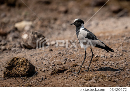 Blacksmith lapwing stands in sunshine eyeing camera Blacksmith lapwing stands in sunshine eyeing camera 98420672