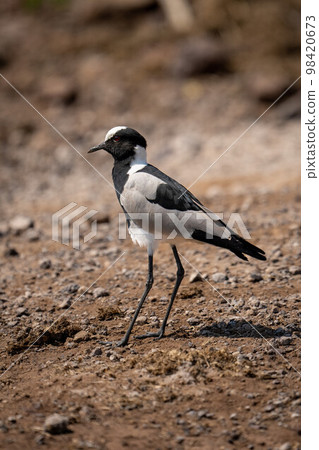 Blacksmith lapwing stands in sunshine watching camera Blacksmith lapwing stands in sunshine watching camera 98420673