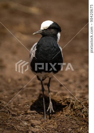 Blacksmith lapwing stands lifting foot in sunshine Blacksmith lapwing stands lifting foot in sunshine 98420675