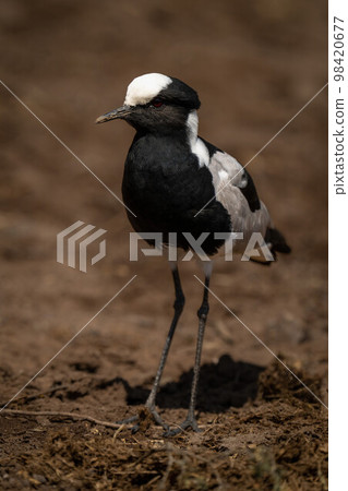 Blacksmith lapwing stands watching camera in sunshine 98420677