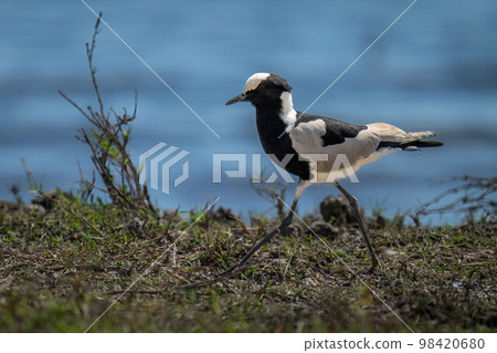 Blacksmith lapwing walking down riverbank in sunshine 98420680