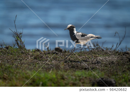 Blacksmith lapwing walks down riverbank in sunshine 98420682