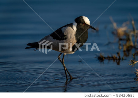 Blacksmith lapwing with catchlight stands in shallows Blacksmith lapwing with catchlight stands in shallows 98420685