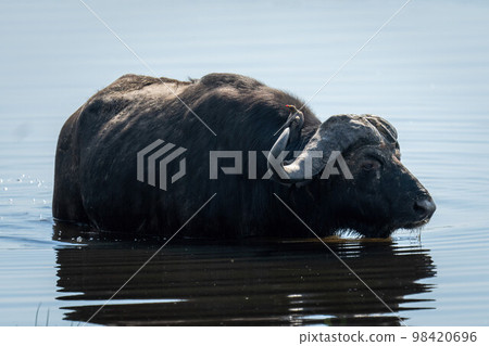 Cape buffalo stands in shallows carrying oxpecker 98420696