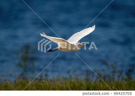 Cattle egret flies along riverbank in sunshine 98420708