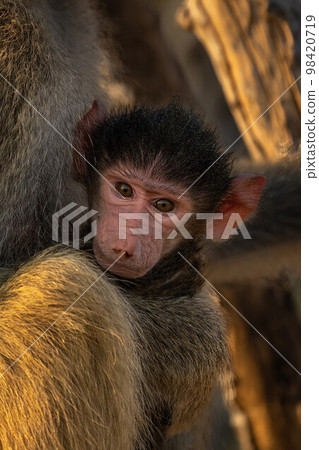 Chacma baboon baby with mother watches camera 98420719