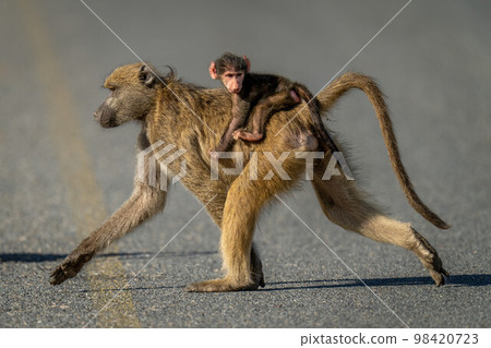 Chacma baboon crosses tarmac road carrying infant 98420723