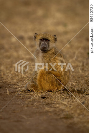 Chacma baboon sits beside track watching camera 98420729