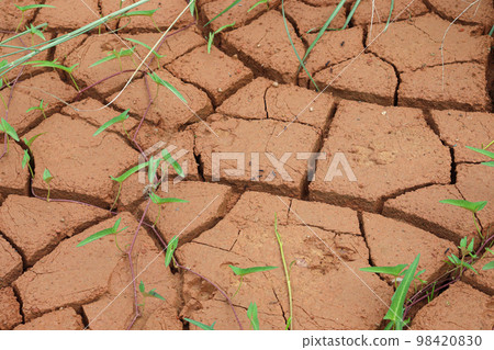 brown colored background of cracked clay for any use 98420830