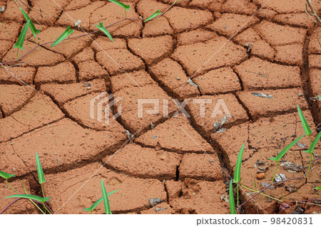 brown colored background of cracked clay for any use 98420831