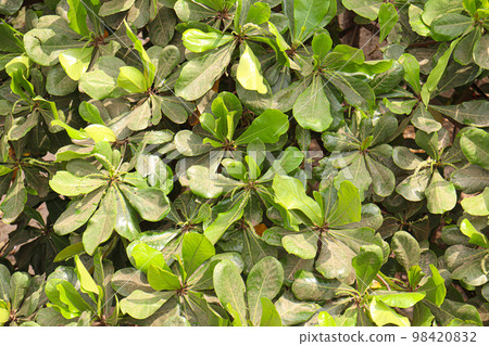 Terminalia mantaly or Madagascar almond leaf stock on tree 98420832