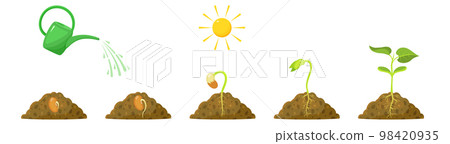 Germination of sprout from seed. Living conditions of bean seedling. Watering and sun for plant development 98420935