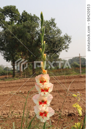 pink colored gladioluses flower on farm in field for harvest 98420953