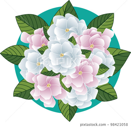 Illustration of Gerdenia or Cape jasmine flower with leaves on green circle background. Illustration of Gerdenia or Cape jasmine flower with leaves on green circle background. 98421058