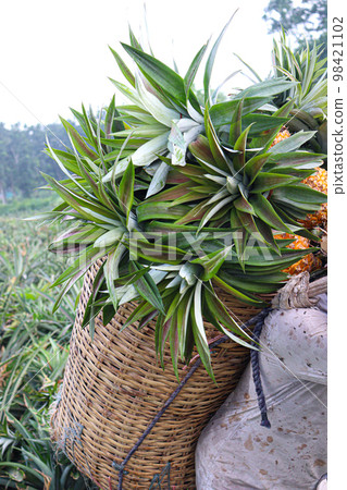 tasty and healthy ripe pineapple stock on farm for harvest 98421102