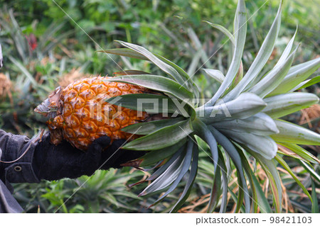 tasty and healthy ripe pineapple stock on farm for harvest 98421103
