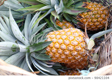 tasty and healthy ripe pineapple stock on farm for harvest tasty and healthy ripe pineapple stock on farm for harvest 98421104