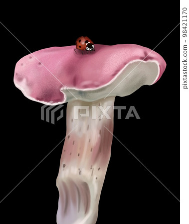 Watercolor realistic white mushroom. Boletus edulis. cep, penny bun, porcino or porcini, 98421170