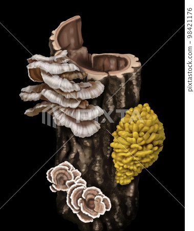 Watercolor realistic yellow mushrooms. mushrooms growing on the tree. Laetiporus sulphureus is a species of bracket fungus. crab-of-the-woods, sulphur polypore, sulphur shelf, and chicken-of-the-woods Watercolor realistic yellow mushrooms. mushrooms growing on the tree. Laetiporus sulphureus is a species of bracket fungus. crab-of-the-woods, sulphur polypore, sulphur shelf, and chicken-of-the-woods 98421176