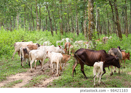 cow group on farm for eating grass and harvesting milk cow group on farm for eating grass and harvesting milk 98421183
