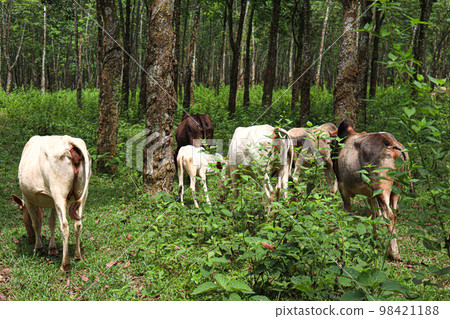cow group on farm for eating grass and harvesting milk cow group on farm for eating grass and harvesting milk 98421188